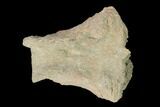Fossil Crocodile Skull Scute - Lance Creek Formation, Wyoming #148816-2